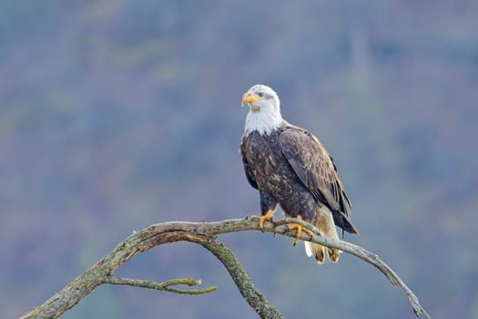 An american bald eagle is perched on a barren tree branch early in the day in north Idaho.