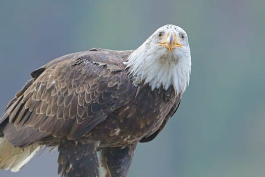 A close up photo of a bald eagle perched on a branch in north Idaho.