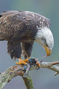 A close up of a bald eagle perched on a branch eating a fish in north Idaho.