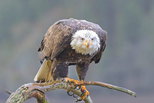 A close up photo of a bald eagle perched on a branch in north Idaho.