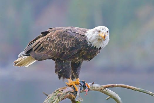 A close up of a bald eagle perched on a branch eating a fish in north Idaho.
