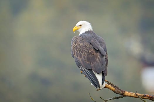 A close up photo of a bald eagle perched on a branch in north Idaho.