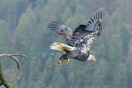 A bald eagle flies off from a branch to catch a fish in the water below in north Idaho.