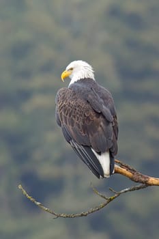 A close up photo of a bald eagle perched on a branch in north Idaho.