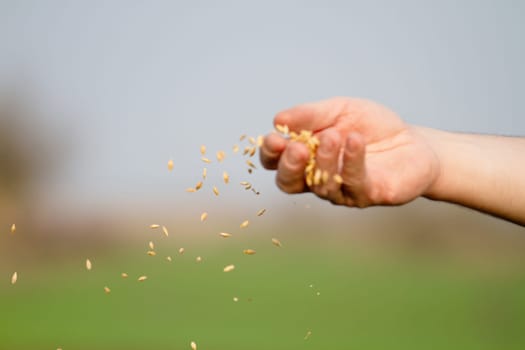 man sowing grain, close-up, people