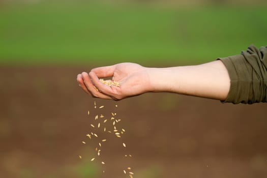 man's hand sowing grain in the spring, people
