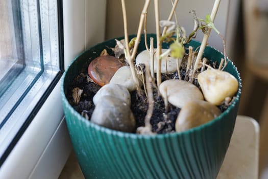 domestic dried died plant left without water falling leaves stones green pot window lack of care old. High quality photo