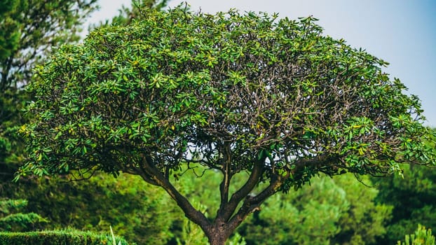 A majestic green tree that provides refreshing shade in a serene outdoor environment filled with peace and tranquility