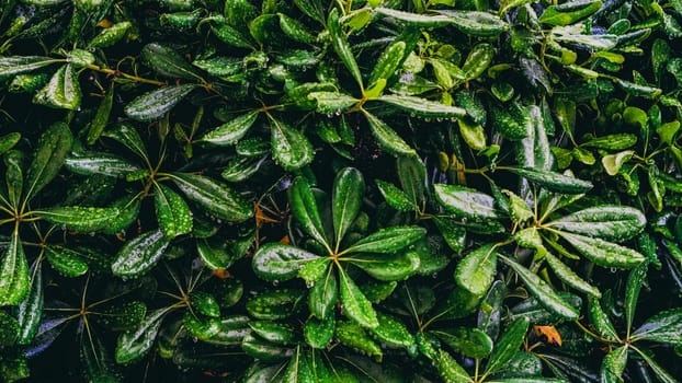 The vibrant and lush green foliage adorned with glistening droplets is perfect for various nature and botanical themes
