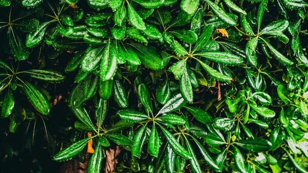 A stunning closeup view of vibrant green leaves glistening beautifully with dew in a lush, thriving garden