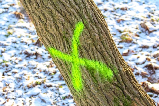 Bright green marking appears on a tree trunk surrounded by snow in a forest setting, indicating an area of interest or study.
