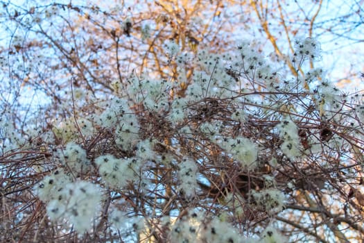 White blossoms cluster on a tree branch against a bright sky, signaling the arrival of springtime beauty and renewal.