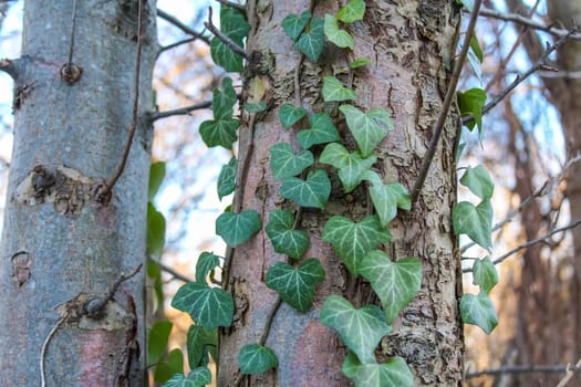 Green ivy gracefully climbs a textured tree trunk in a tranquil forest environment, showcasing nature's beauty.