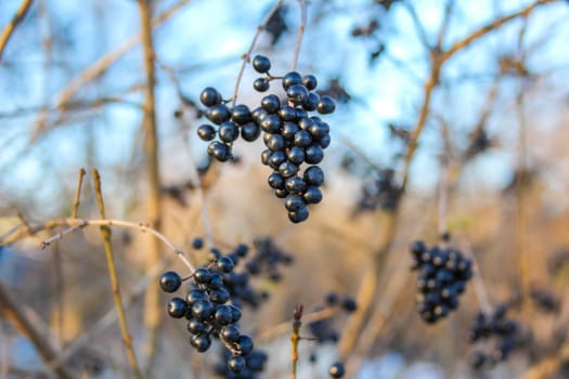 Clusters of shiny black berries hang from bare branches against a clear blue sky, showcasing their ripeness and natural beauty.