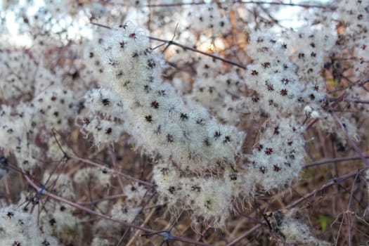 Fluffy seed pods cluster among dried branches, showcasing nature's delicate beauty in a wild setting during late autumn.