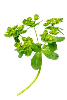 Flowers of a wild toxic plant Euphorbia cyparissias or cypress spurge