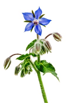 Closeup of the pretty blue flowers and buds on a borage plant, Borago officinalis, on white