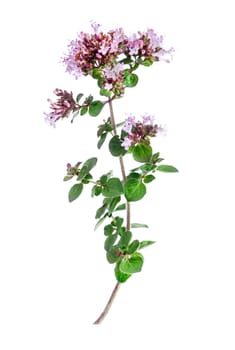 Oregano or marjoram leaves isolated on white background