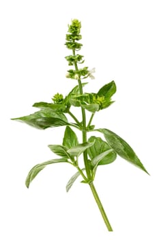 Ocimum basilicum, a culinary herb in the mint family Lamiaceae. branch of basil on white