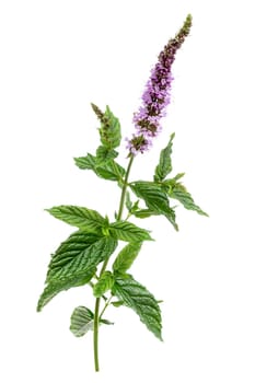 Closeup leaves of peppermint on white background.