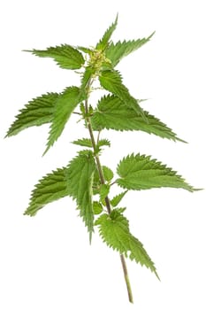 Creative layout made of nettle on the white background. Flat lay. Macro concept.