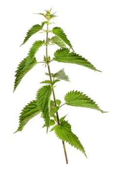 Creative layout made of nettle on the white background. Flat lay. Macro concept.