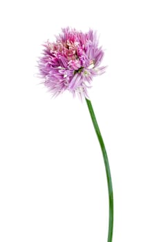 Chive - Allium schoenoprasum blossom bunch aromatic herb