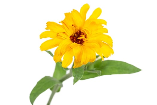 One beautiful calendula flowers with leaves isolated on a white background. Marigold flowers.