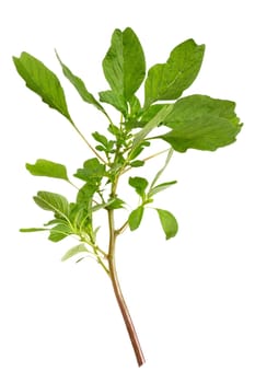 wild plant type Amaranthus spinosus spinach vegetables grow wild