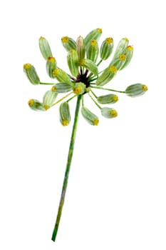 Composition from flowering umbrella flowers of dill on a white background.