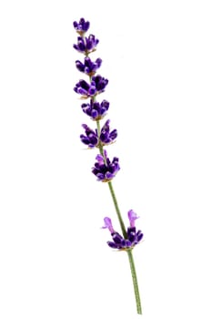 Lavender macro. Lavender flowers isolated. Bunch of lavender on white