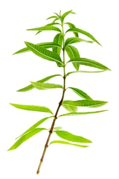 close-up of aromatic lemon verbena,scented herb for aromatic preparation on white