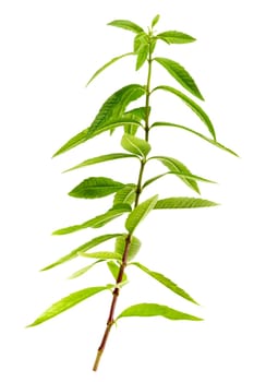close-up of aromatic lemon verbena,scented herb for aromatic preparation on white