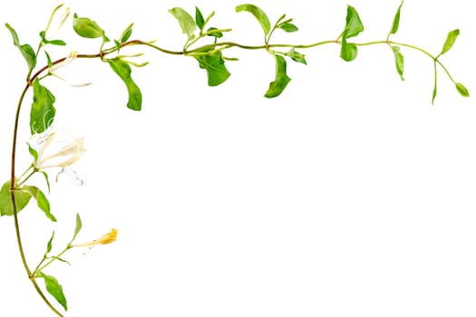 Lonicera japonica, known as Japanese honeysuckle and golden-and-silver honeysuckle isolated on a white