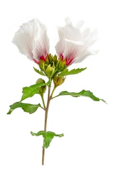 Hibiscus trionum) marsh white beautiful and delicate white flower with pink center and snow-white leaves. varieties