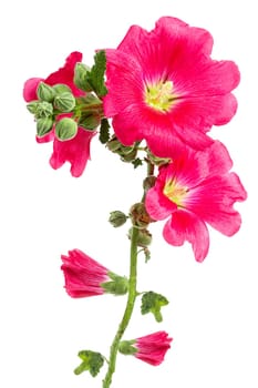 Beautiful fresh pink hollyhock flower bunch isolated on white background