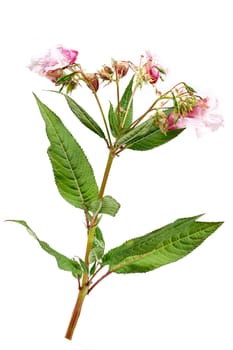 Blooming pink Impatiens glandulifera (Balsamina glandulifera, Himalayan balsam, Himalaya touch-me-not,