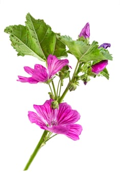 Violet Common Mallow flower (Malva Sylvestris) isolated on white