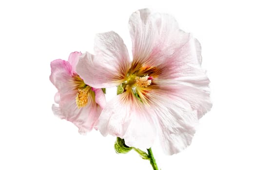 Beautiful fresh pink hollyhock flower bunch isolated on white background