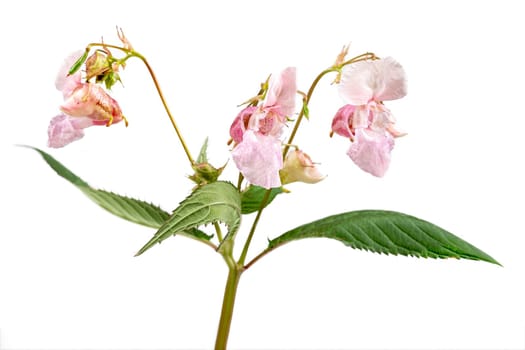 Blooming pink Impatiens glandulifera (Balsamina glandulifera, Himalayan balsam, Himalaya touch-me-not,