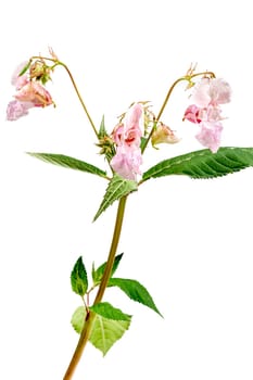 Blooming pink Impatiens glandulifera (Balsamina glandulifera, Himalayan balsam, Himalaya touch-me-not,