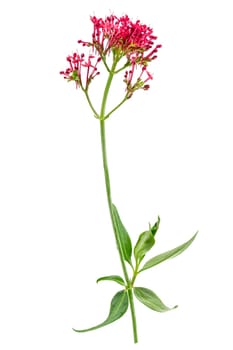 Valerian officinalis.Women's hands collect blooming valerian. Hand touches valerian flowers on white
