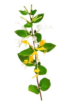 Lonicera japonica, known as Japanese honeysuckle and golden-and-silver honeysuckle isolated on a white