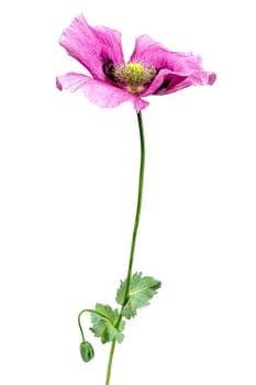 Closeup purple opium poppy flower against white background