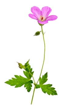 Wild geranium in the mountains of Kazakhstan. Close-up. Macro