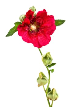 Beautiful fresh pink hollyhock flower bunch isolated on white background