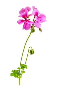 pink flowers of rose geranium isolated on a white background