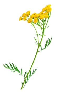 Tansy flowers on a white background.