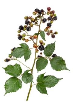 A bunch of ripe blackberry fruits on a branch with green leaves. white background.