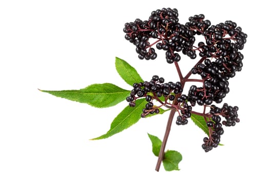 corymb of dwarf elder - sambucus ebulus with black toxic fruits wild plant